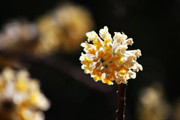 结香花期果期