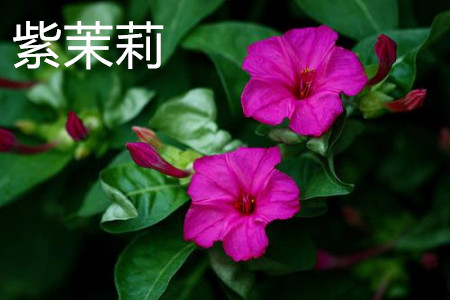 紫茉莉和茉莉是一种花吗