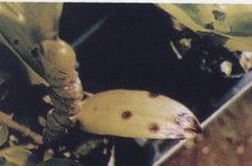 石斛兰生虫子