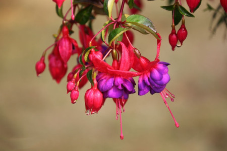 灯笼花叫什么花