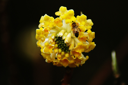 结香花期果期