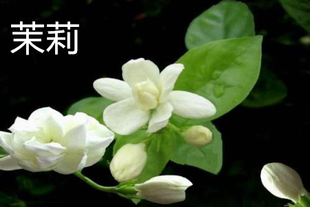 紫茉莉和茉莉是一种花吗