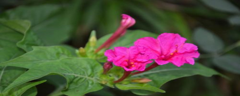 紫茉莉和茉莉是一种花吗