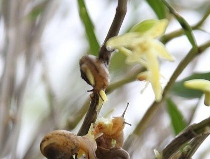 石斛兰生虫子