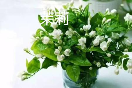 紫茉莉和茉莉是一种花吗