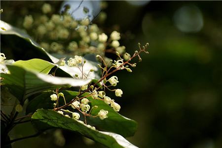 苹婆种植多久结果