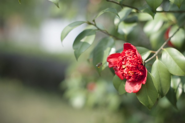 茶花叶子发黑病害图