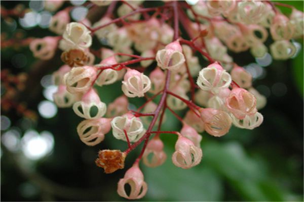 苹婆种植多久结果