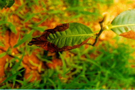 西番莲科西番莲属植物