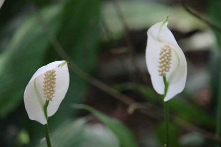 水培白鹤芋怎么养