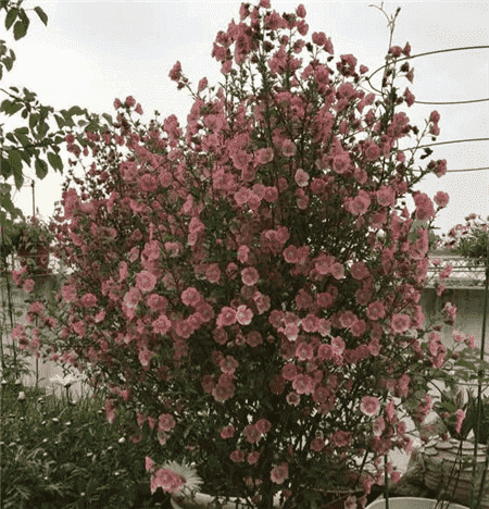 沾土花朵