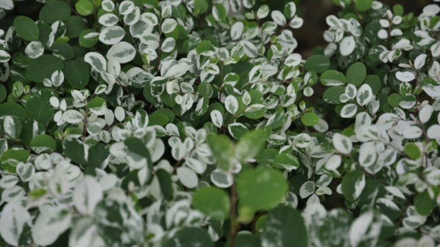 雪花木的养殖方法和注意事项