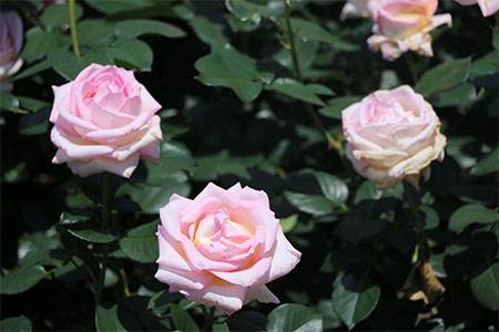 玫瑰花盆栽技术与管理