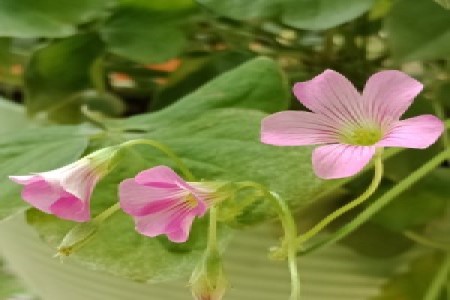 酢浆草叶子耷拉下来了