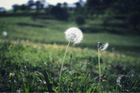 蒲公英是什么季节长的