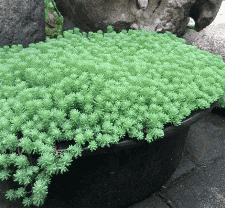 十大最难养的多肉植物