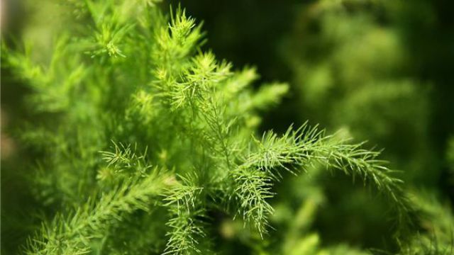 净化空气的室内植物图片及名称