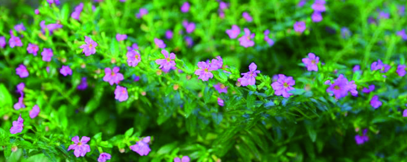 满天星红色的花语