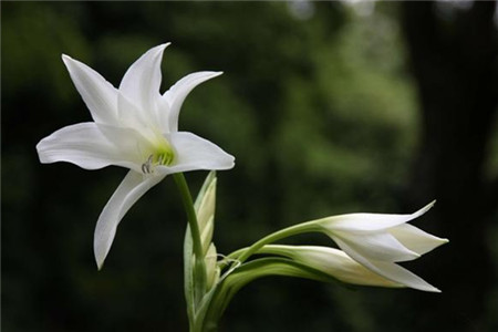 如何让百合花期长