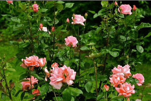 玫瑰花的种植方法及养护简单