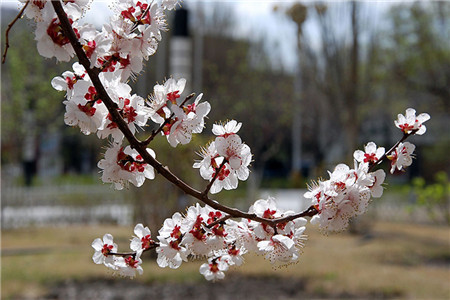 杏花怎么养