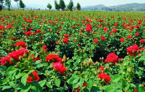 玫瑰花的种植方法及养护简单